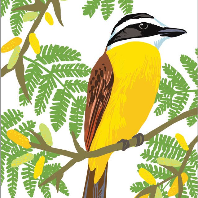 RBI-9173 Großer Kiskadee und Akazien-Kunstdruck für den Großhandel von Rigel Paper