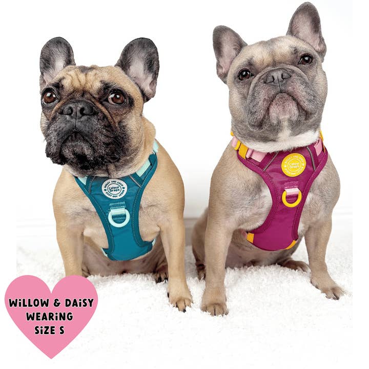 Bailey and Coco - Vente Harnais – chien - Harnais pour chien Trail & Glow - COLOUR DROPS® - Ice Teal7