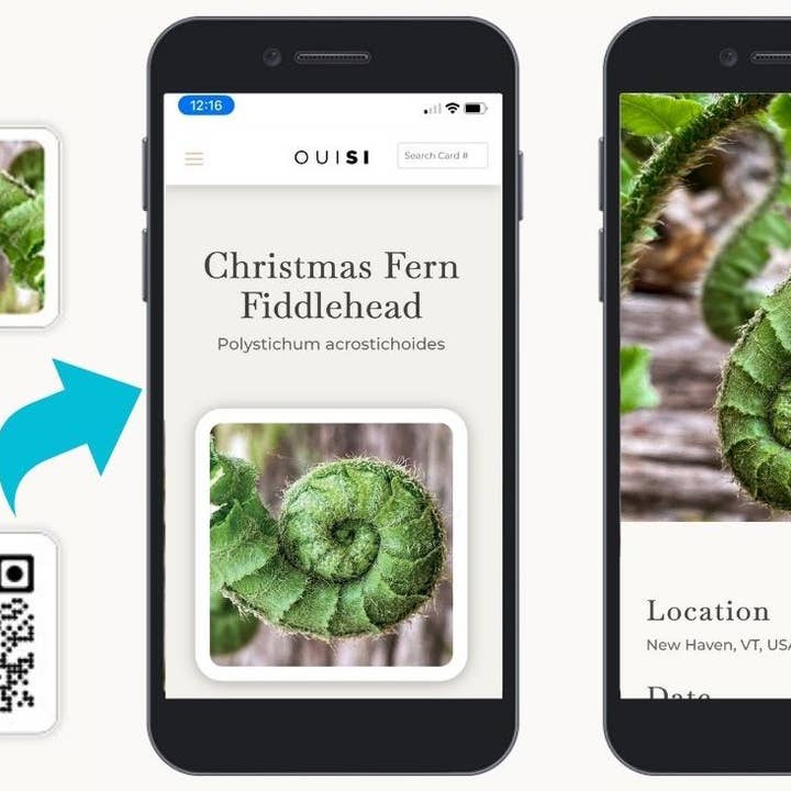 OuiSi - Wholesale Card Game - OuiSi Nature: Games of Visual Connection4