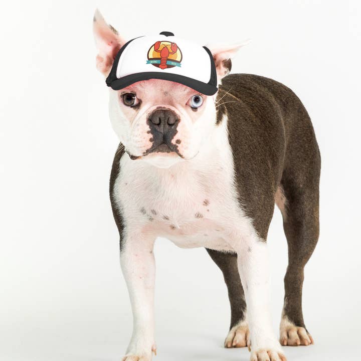 PupLid - Wholesale Pet Hat - Dog - Lobster Standard or Namedrop | Trucker Hat for Dogs10