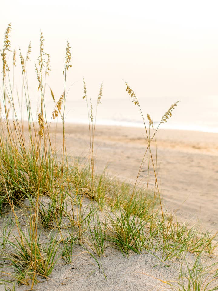 Ora d'oro per la vendita all'ingrosso da parte di Coastal Calling