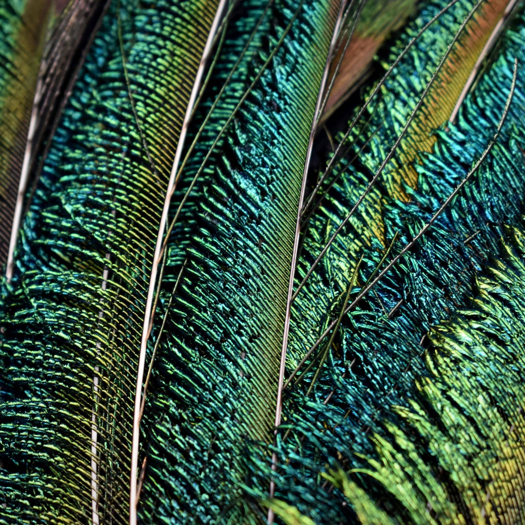 Plumes Naturelles - Wholesale Gedroogde/geperste bloemen - Peacock Feathers zwaard 25 centimeter3