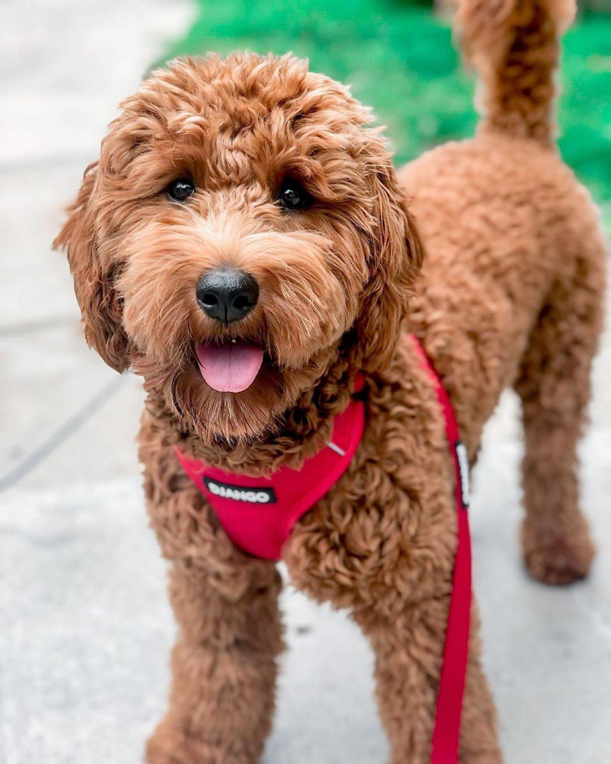 DJANGO - Wholesale Pet Leash - Dog - Adventure Dog Leash - Crimson Red5