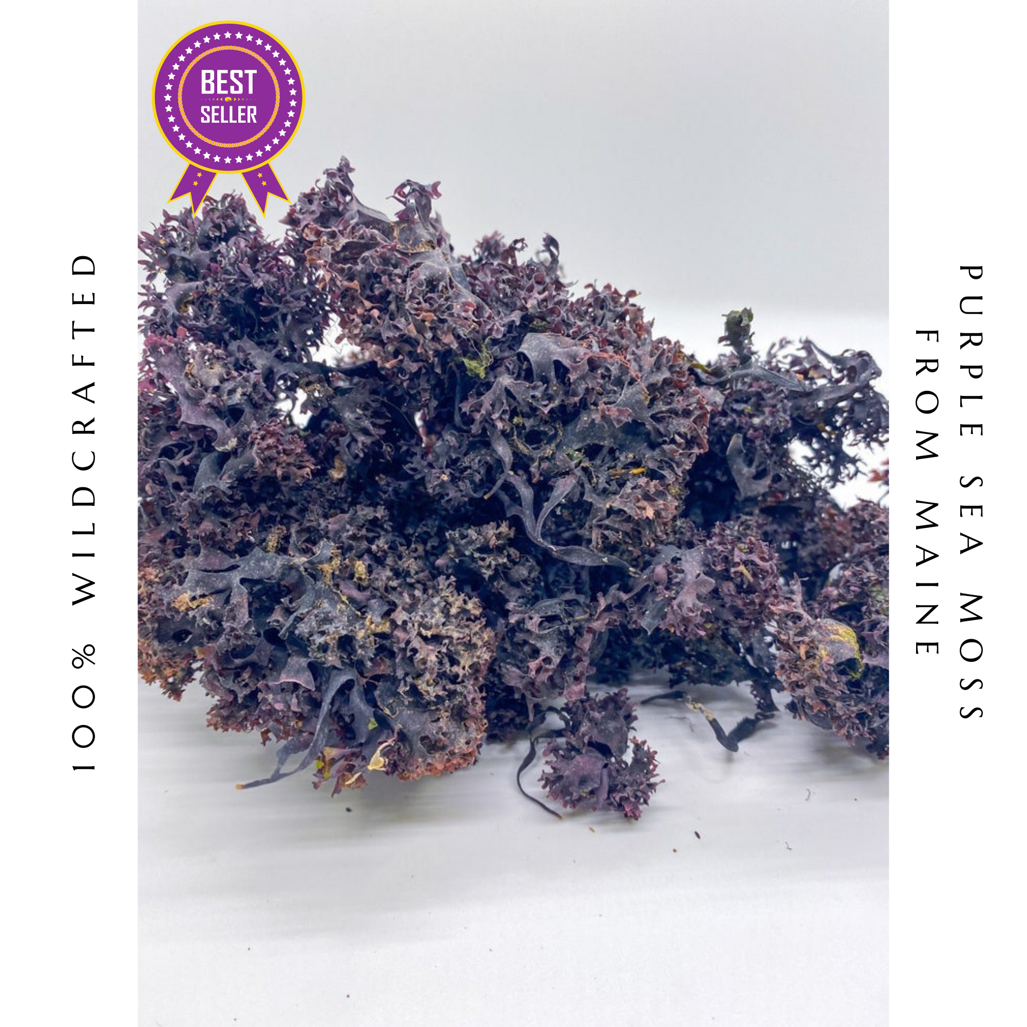 Seaweed Kings - Wholesale Protein/superfood powder - Purple Irish Sea Moss Chondrus Crispus 100% Wildcrafted 1lb1