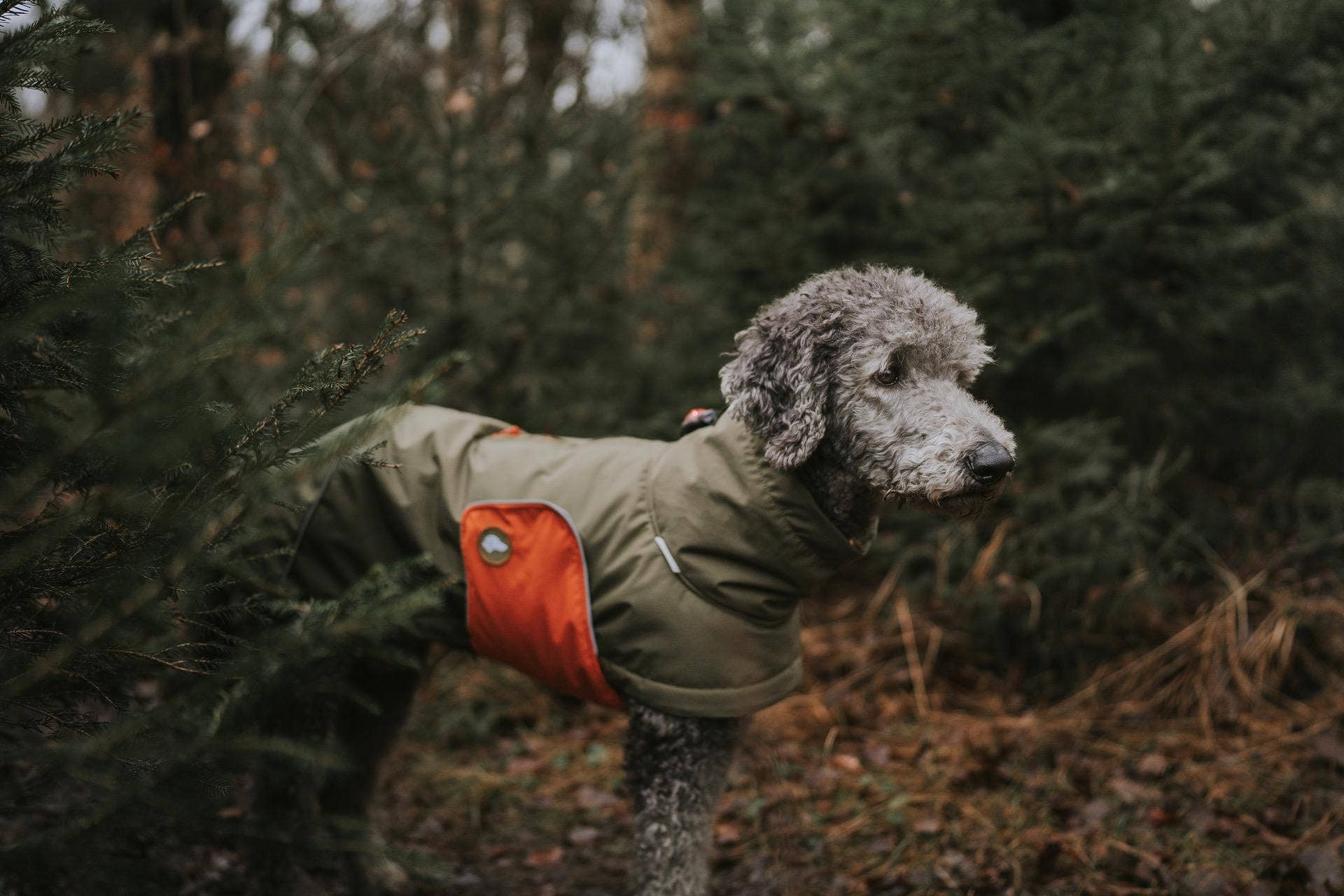 oliven Hundevinterjakke Oskar olive for engroshandel på Faire6