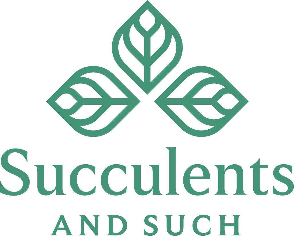 Succulents & Such, Inc. - Wholesale Live Plant -  	2" Potted Hypoestes & Fittonia Assortment1