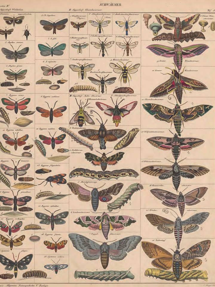 Papillons de nuit de l'Atlas des êtres vivants de Lorenz Oken, 1833-1834 pour la vente par Flashback Shop