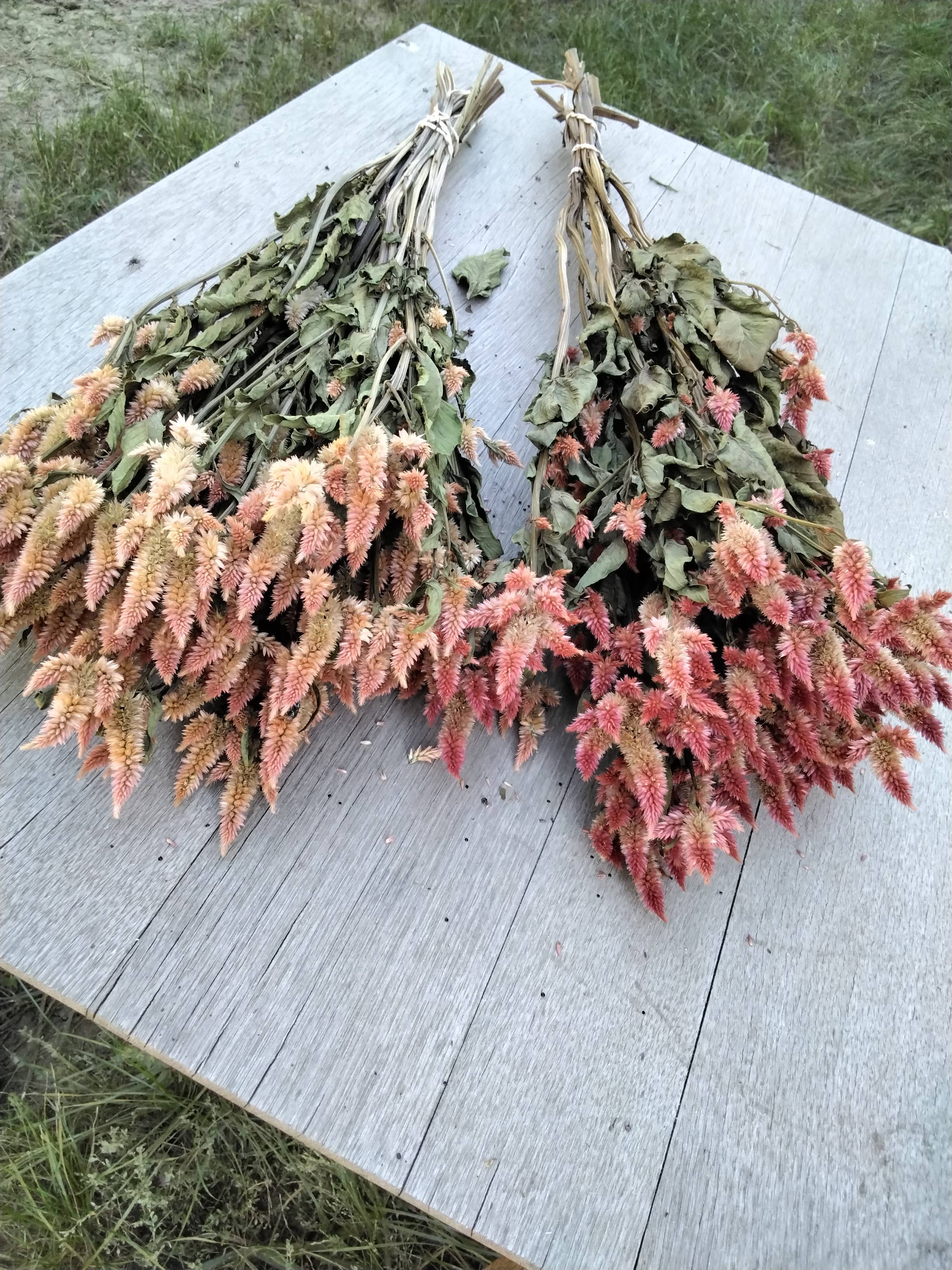 Alissas Flower Farm - Vente Fleur séchée/pressée - Celosia séchée, Spike4