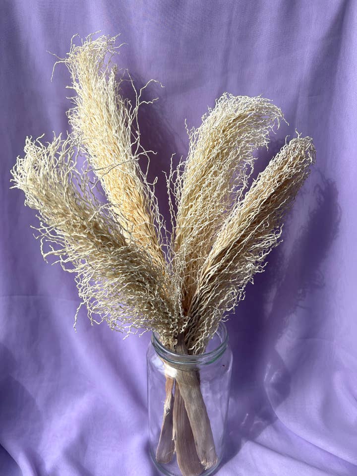 White Palm Twizzle - Bianco essiccato e sbiancato - un pezzo per la vendita all'ingrosso da parte di Saslittlevillage