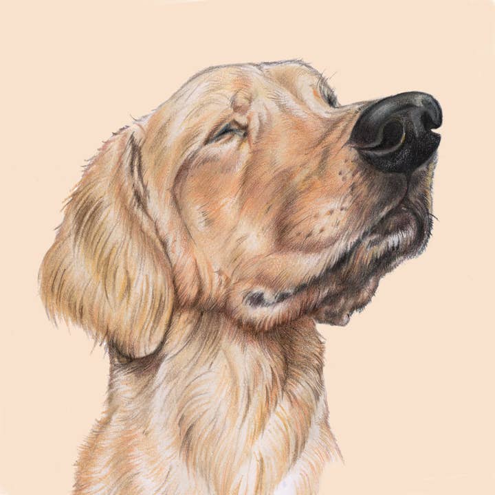 Fridge Magnet - Labrador Retriever for wholesale by Animal Prints