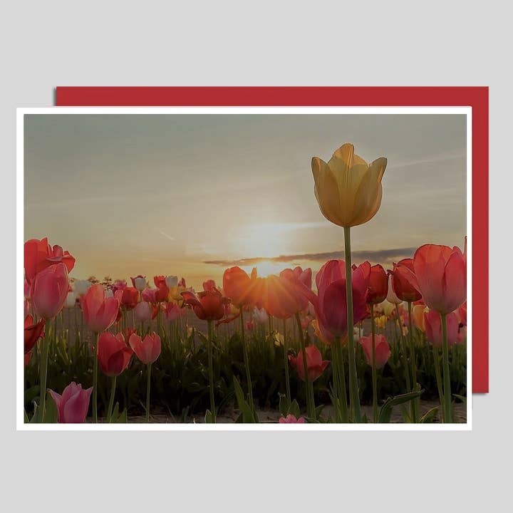 Tulip Field Photo Card Without Text UK-91260 for wholesale by Michel-Verlag GmbH