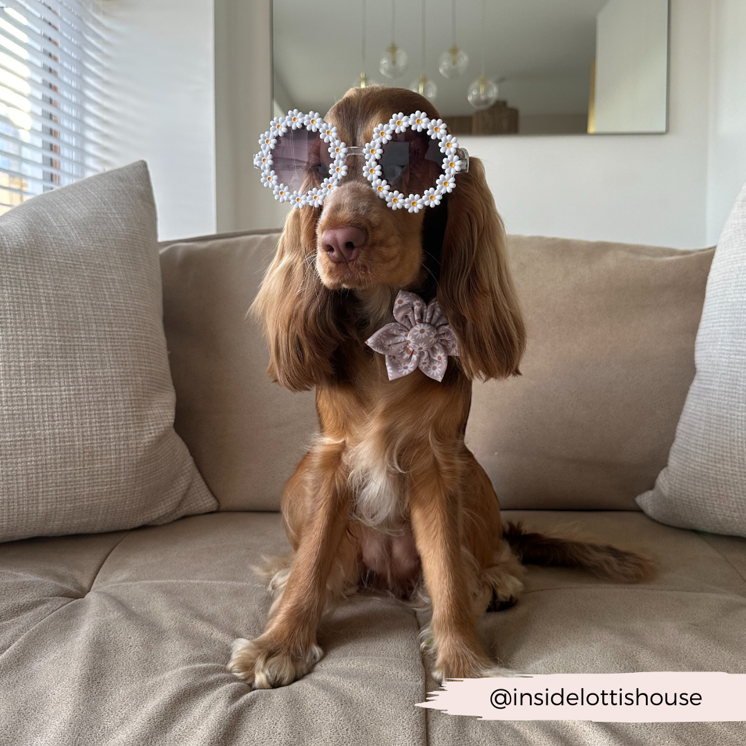 Cocopup London – wholesale Pet collar – Dog – Daisy Chain Collar Flower5