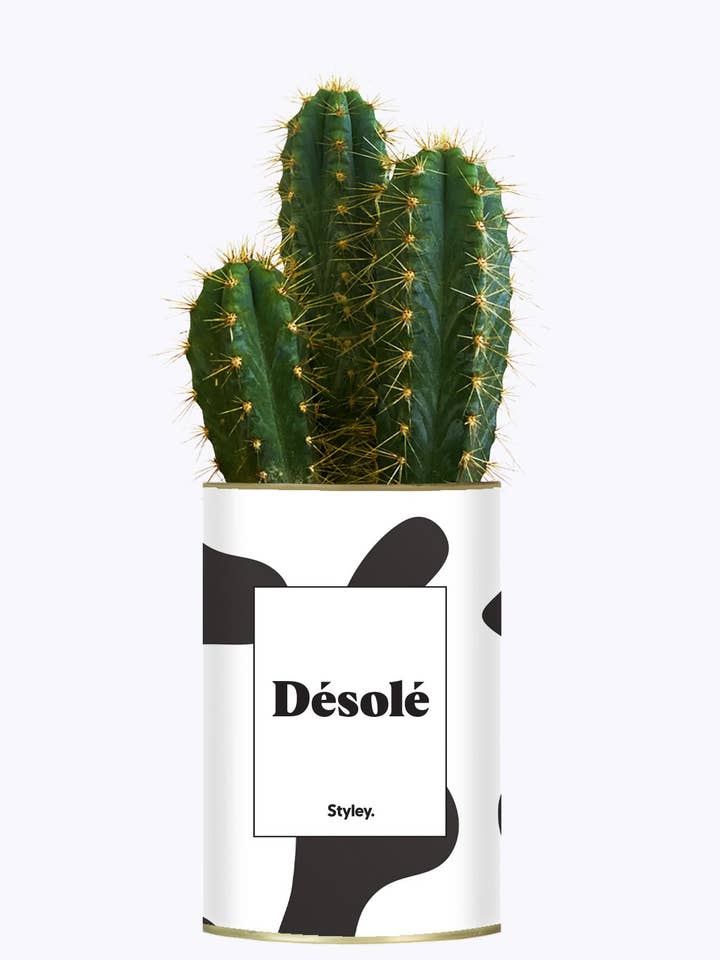 Förlåt - Kaktus för wholesale av Styley