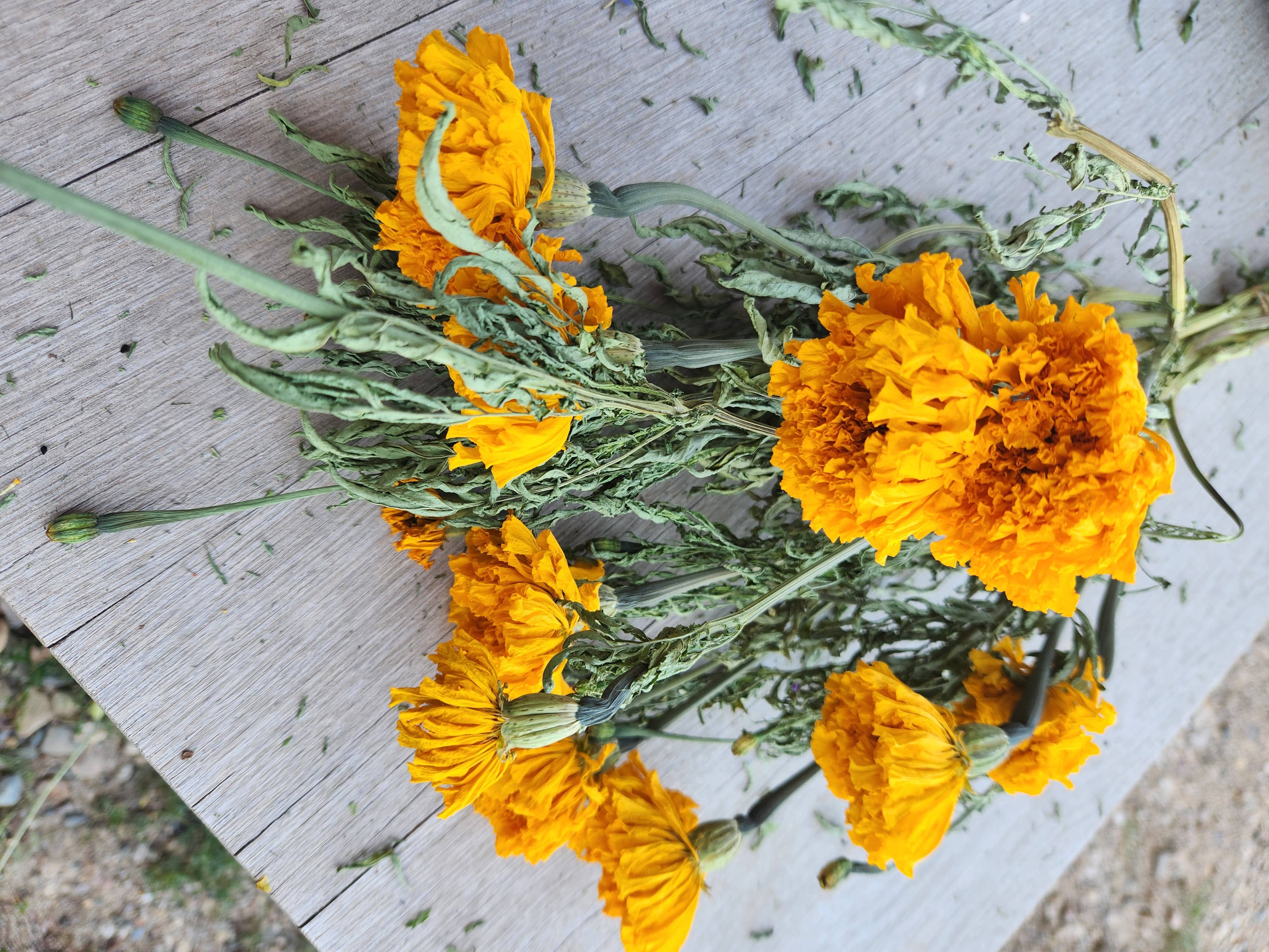 Alissas Flower Farm - Vente Fleur séchée/pressée - Soucis séchés0