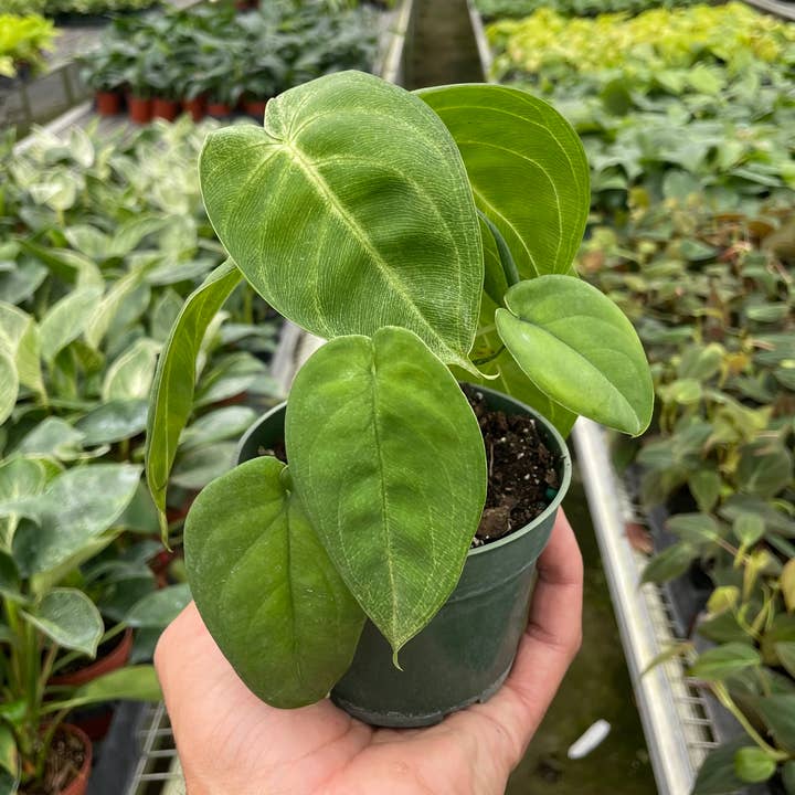 House Plant Wholesale - Wholesale Live Plant - Syngonium 'Ice Frost' Live Plant0