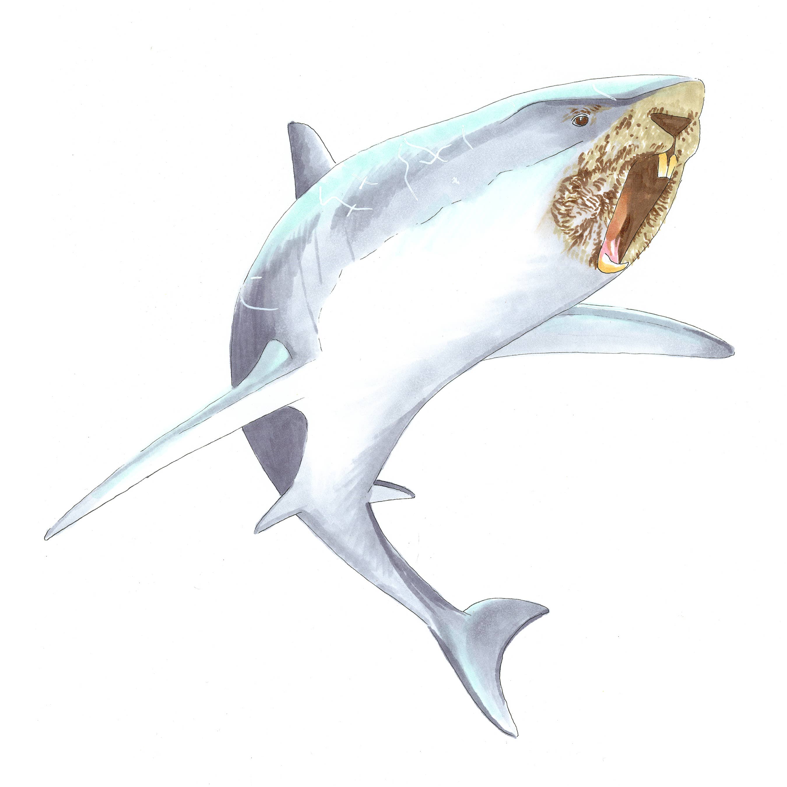 Danielle Maayan - Wholesale Sticker - Beaver Shark1