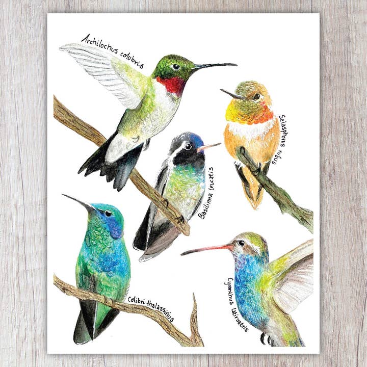 Hummingbird Species 8"x10" Print for wholesale by Brush & Bark