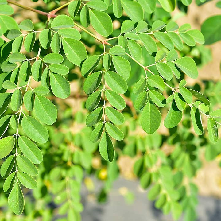 The Rike - Wholesale Plant Seeds - 250 Seeds Moringa Oleifera Seeds for Planting Drumstick Seeds Non-GMO for Sprouting, Planting, Cooking | 100% Natural & Wildcrafted | Non-GMO | for Planting Semillas De Moringa Tree & Culinary Use2