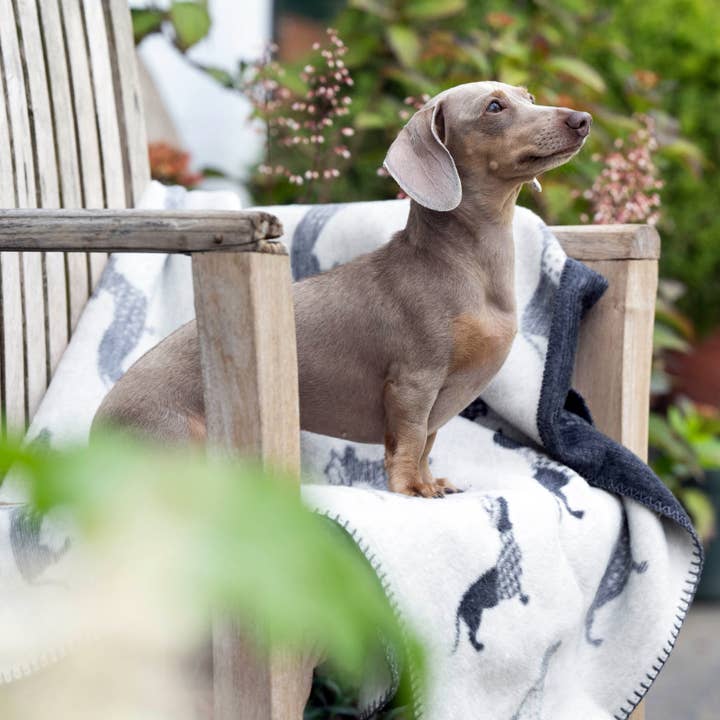 LABONI - Volentis GmbH - Venta al por mayor Edredón - Gatos y perros - TECKEL - MANTA DACHSHUND4