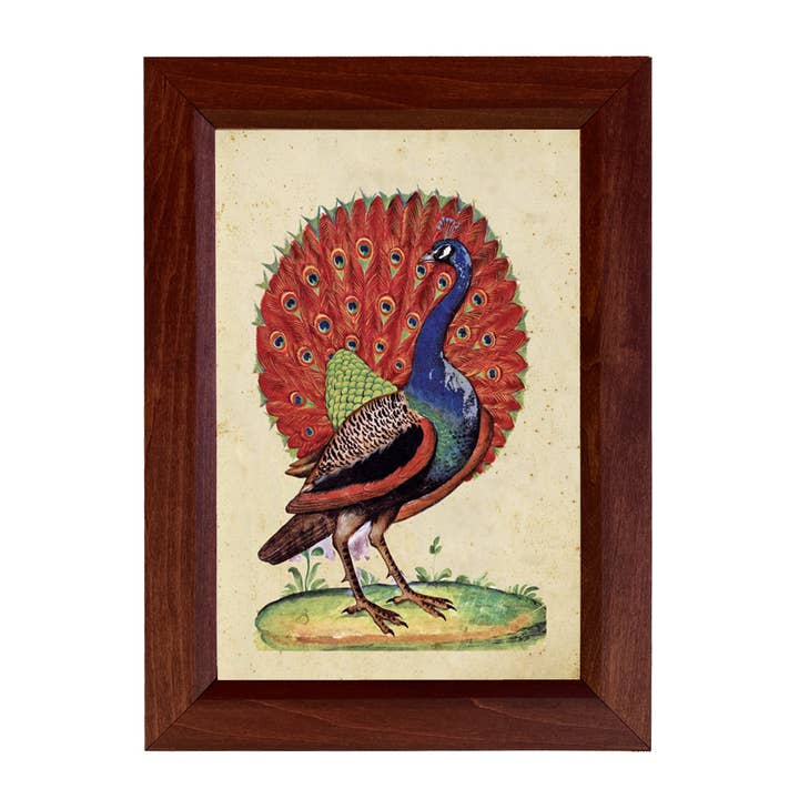 Stampa Vintage di Pavone Dietro Vetro, 21,5 cm x 30,5 cm per la vendita all'ingrosso da parte di Madison Bay Co. - Historical Home Decor Reproductions