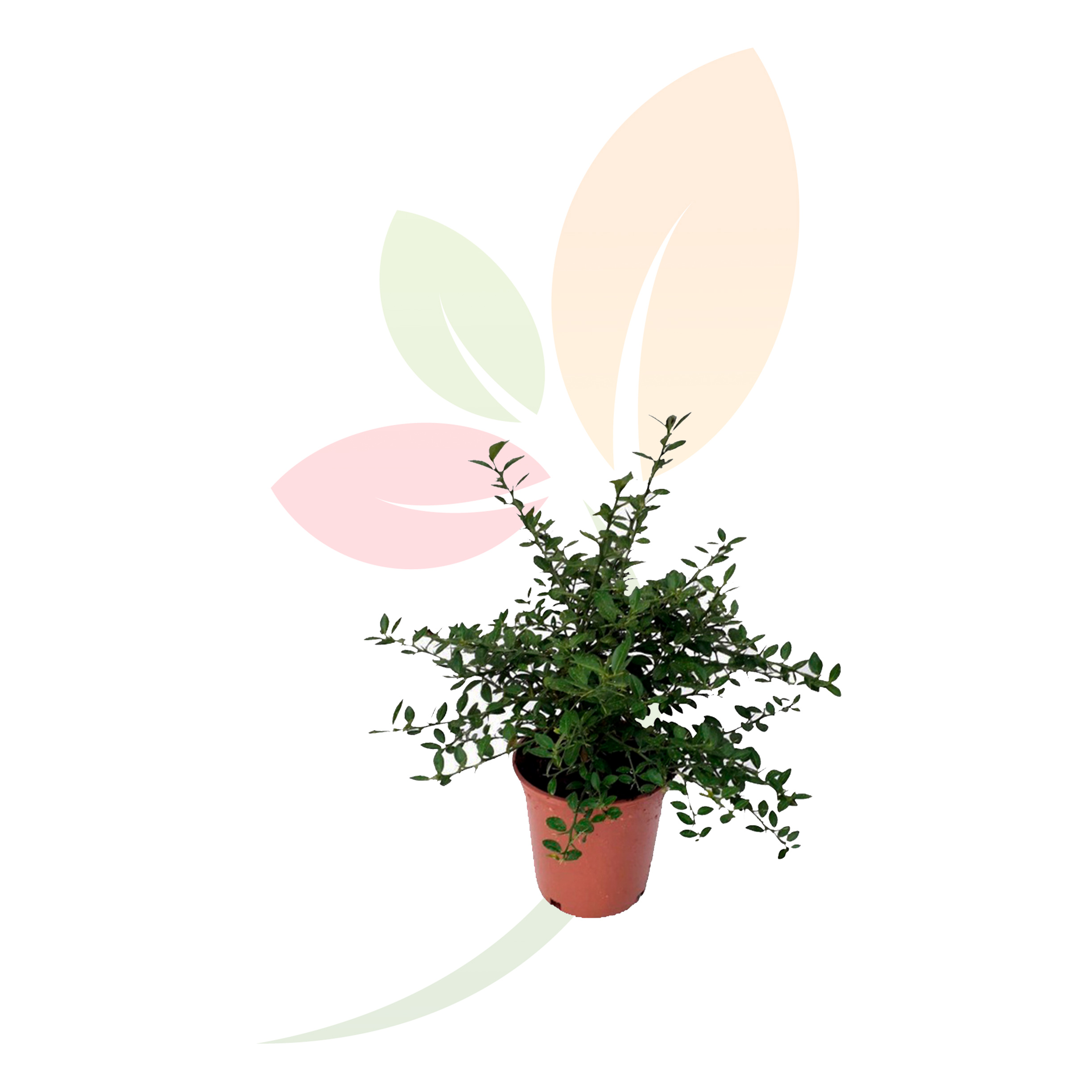 VIVERCID – wholesale Live plant – Pink Finger Lime1