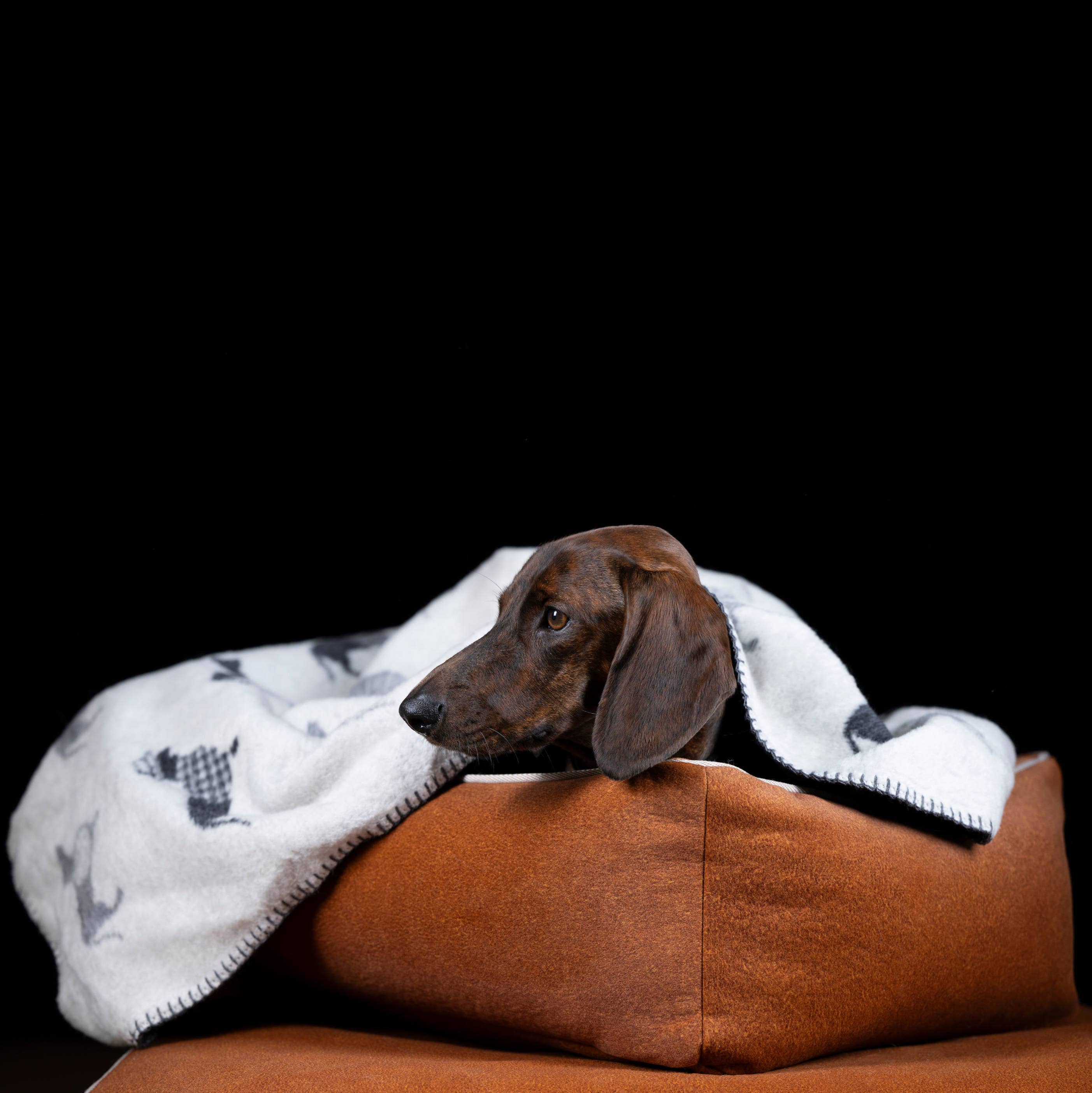 LABONI - Volentis GmbH - Venta al por mayor Edredón - Gatos y perros - TECKEL - MANTA DACHSHUND12