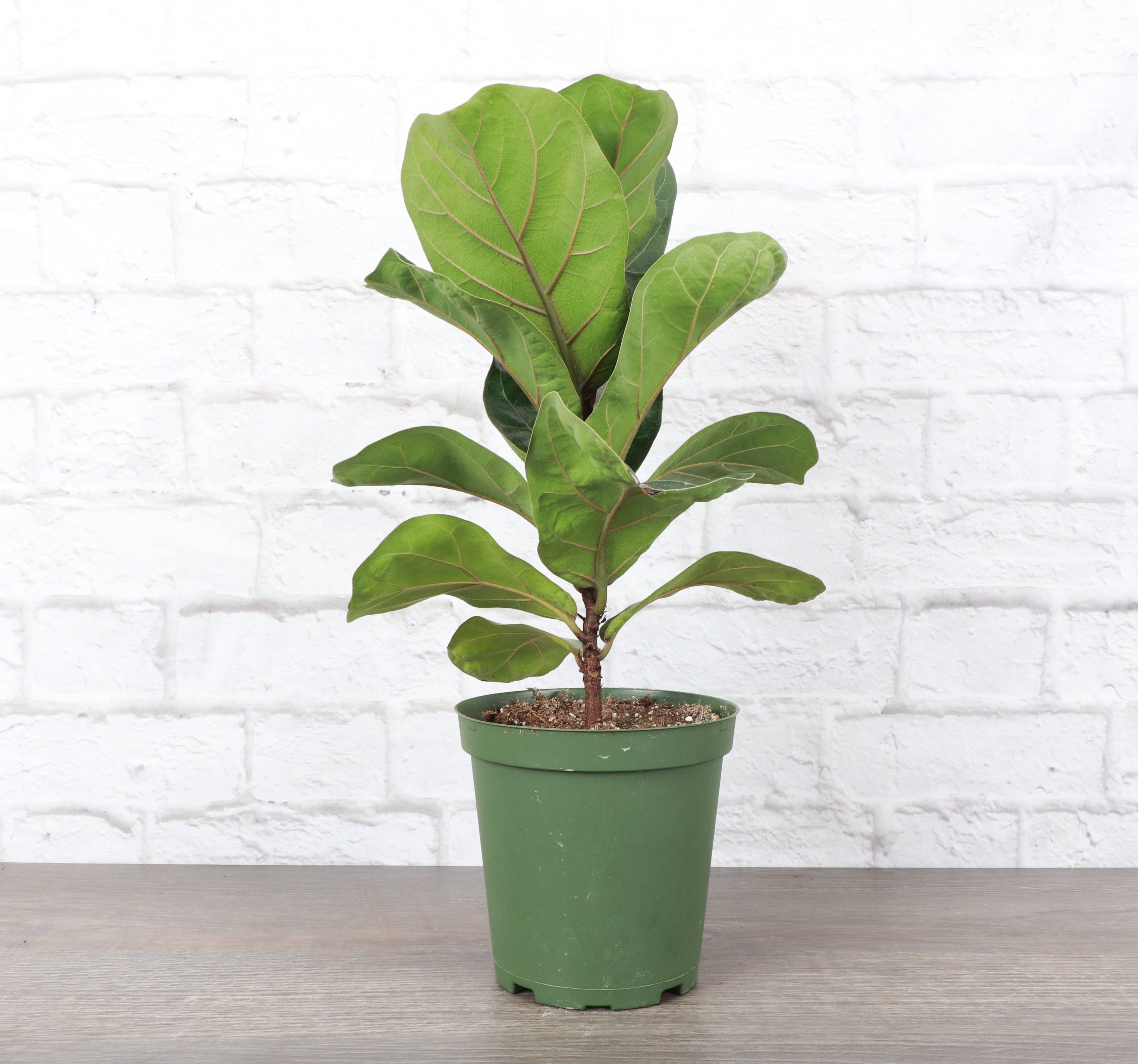 Thorsen's Greenhouse - Wholesale Live Plant - Fiddle Leaf Fig Plant - Live Plant0