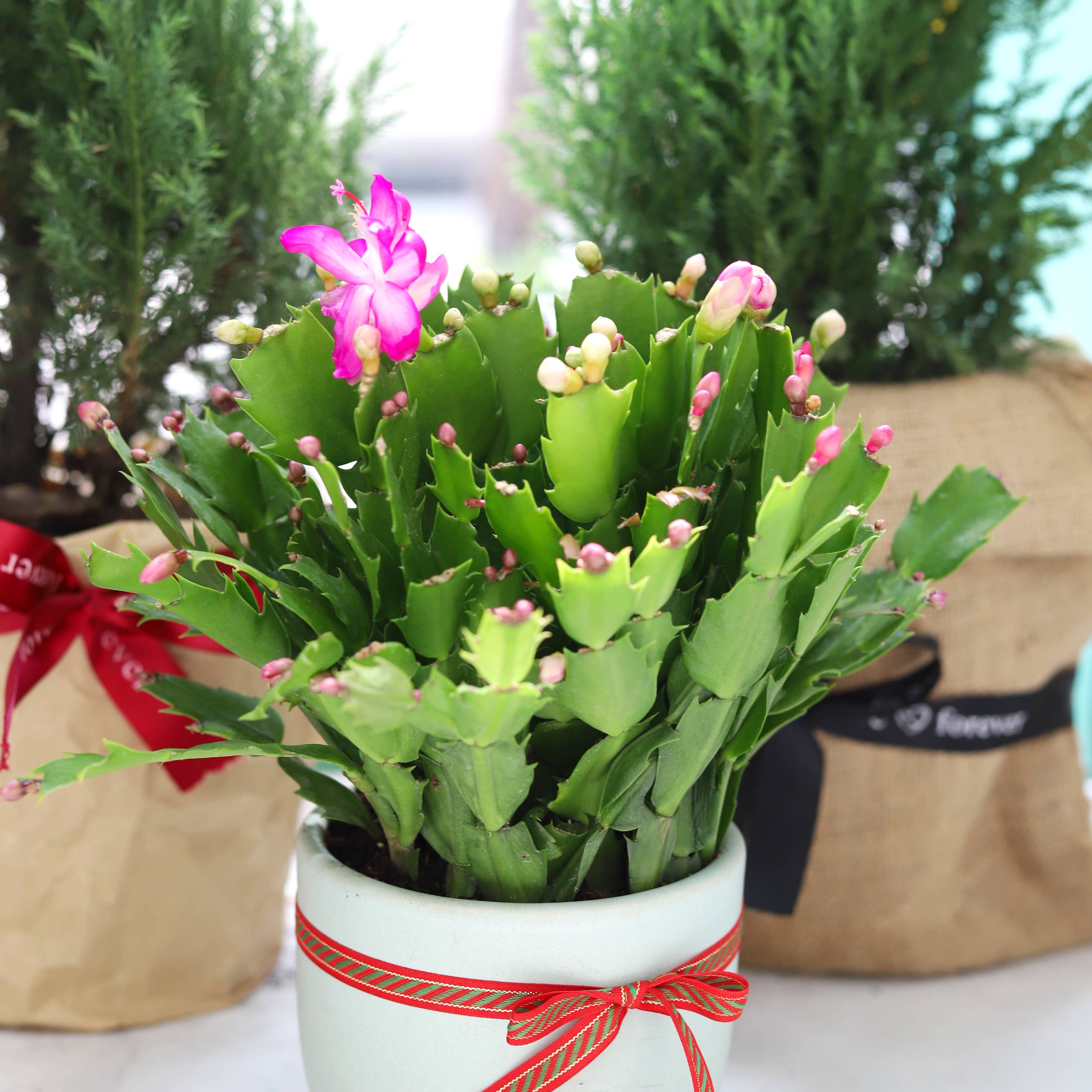 Best Plant Friend - Wholesale Succulent - Christmas Cactus Thanksgiving Cactus -  Succulents 2/4/6in17