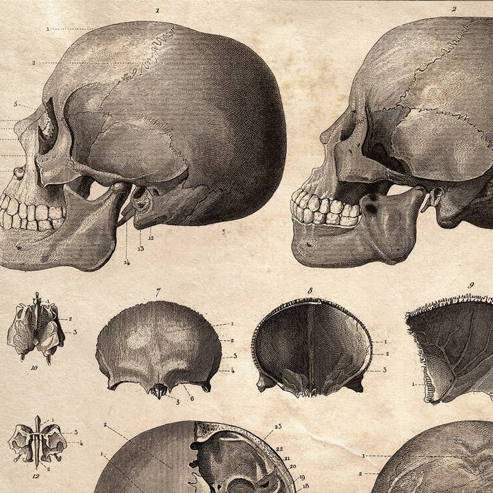 Curious Prints - Venta al por mayor Ilustración - Impresión de diagrama de cráneo de anatomía vintage con marco opcional