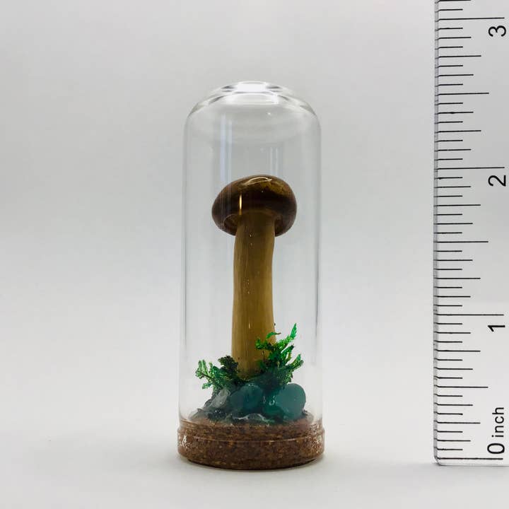 Real Mushroom Curiosity Jar Fungi Oddity Decor 2.75" # 706 for wholesale by Fungus Farm LLC