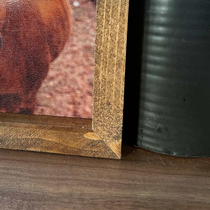 The Broken Board – wholesale Fotografi – Longhornko pussar5