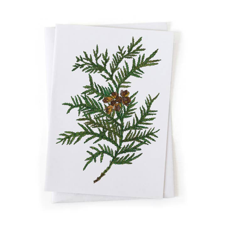 White Cedar Evergreen Botanical Illustration 5x7 Card for wholesale by Wander & Gather