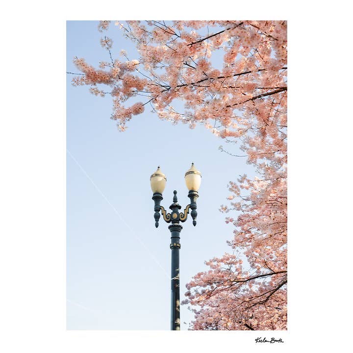 Light Post Cherry Blossoms Photo Print for wholesale by Keebee Studios