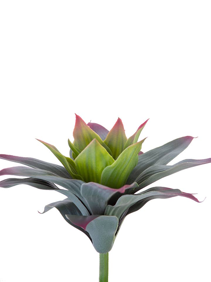 10" AGAVE PICK for wholesale by American Best