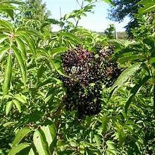 Sabugueiro - Erva a Granel por atacado de Back2Nature Herbals