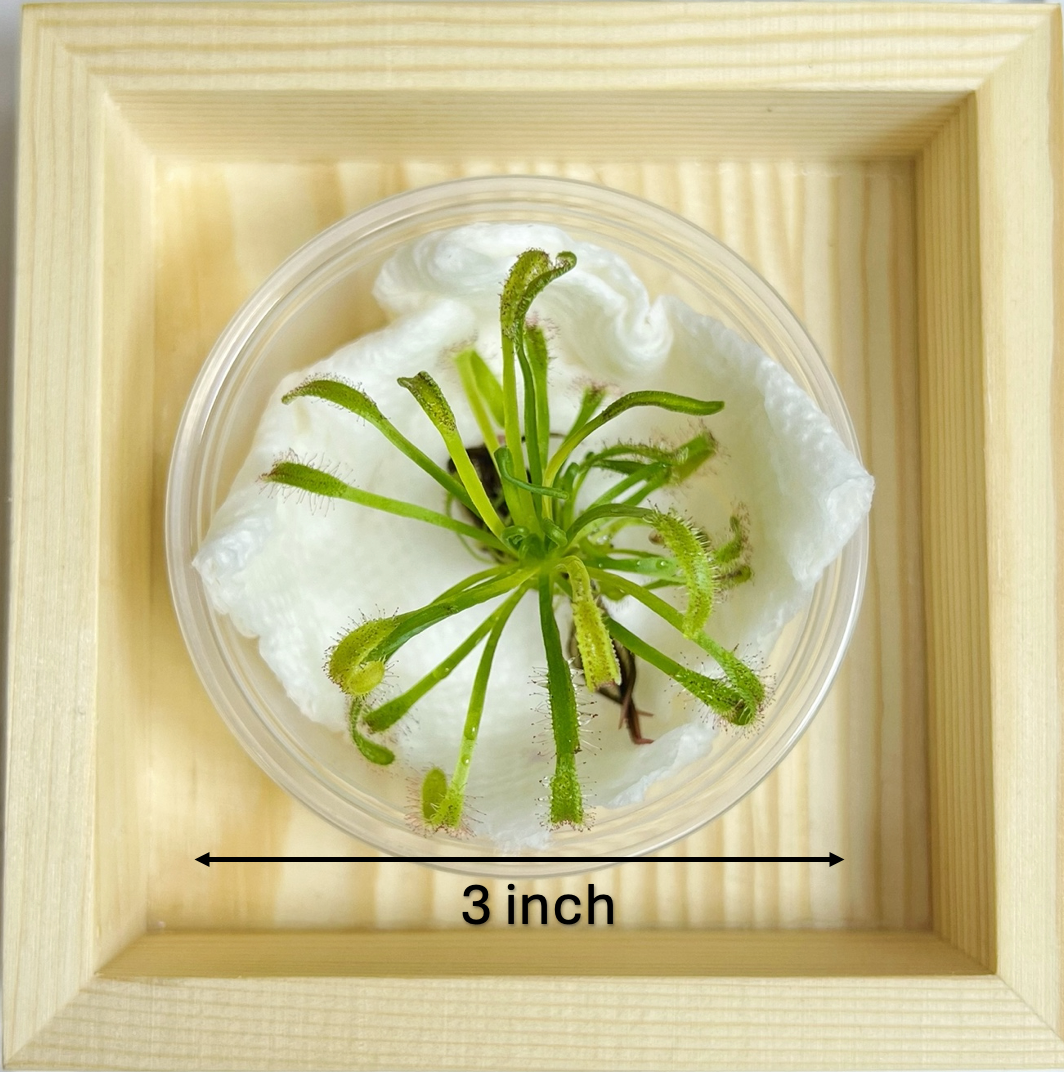 bloomify - Wholesale Live Plant - Cape Sundew(Drosera) –Gnat-Eating Carnivorous (Plant Only)5