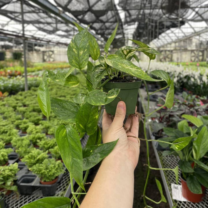 Thorsen's Greenhouse - Wholesale Live Plant - Epipremnum Pinnatum Neon - 4" Live Plant5