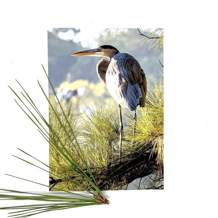 Great Blue Heron in Pines in Morning Light greeting card, 1 for wholesale by Wren