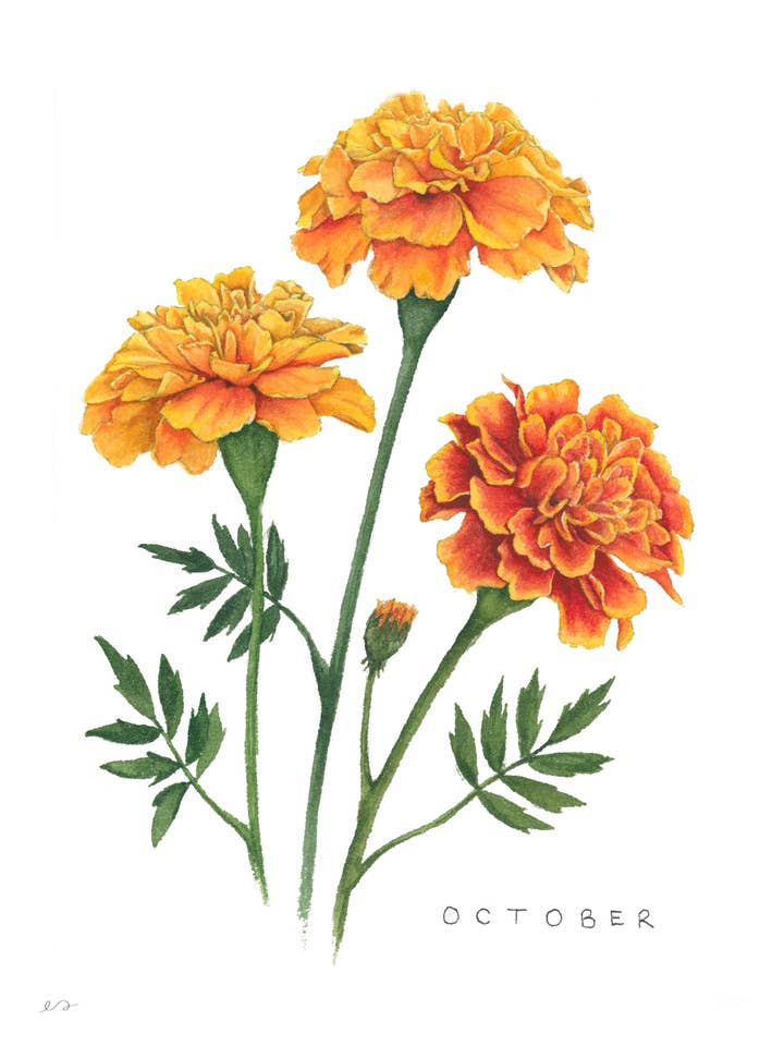 Oktober Goudsbloem Geboortebloem Print – Muurkunst voor wholesale door Art by Emma Lian