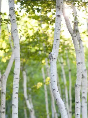 White Birch Soy Candle & Melts for wholesale by Lumos Candle Co.