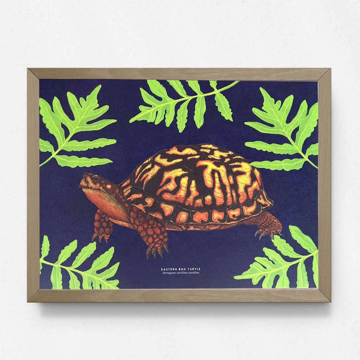 Moss and Mineral - Wholesale Art Print - Eastern Box Turtle, Scientific Illustration Botanical Print3