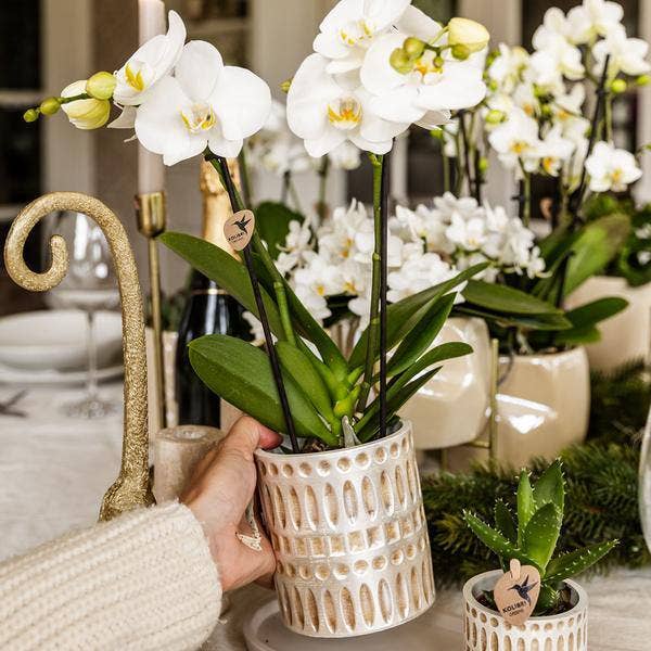 Oasis of Life – wholesale Plant pot – Mosaic Decorative Pot – Ø9cm – Elegant Flower Pot with Golden Mosaic Details – Decorative Planter for Succulents & Small Plants – Luxurious Ceramic Pot for Living Room & Office1