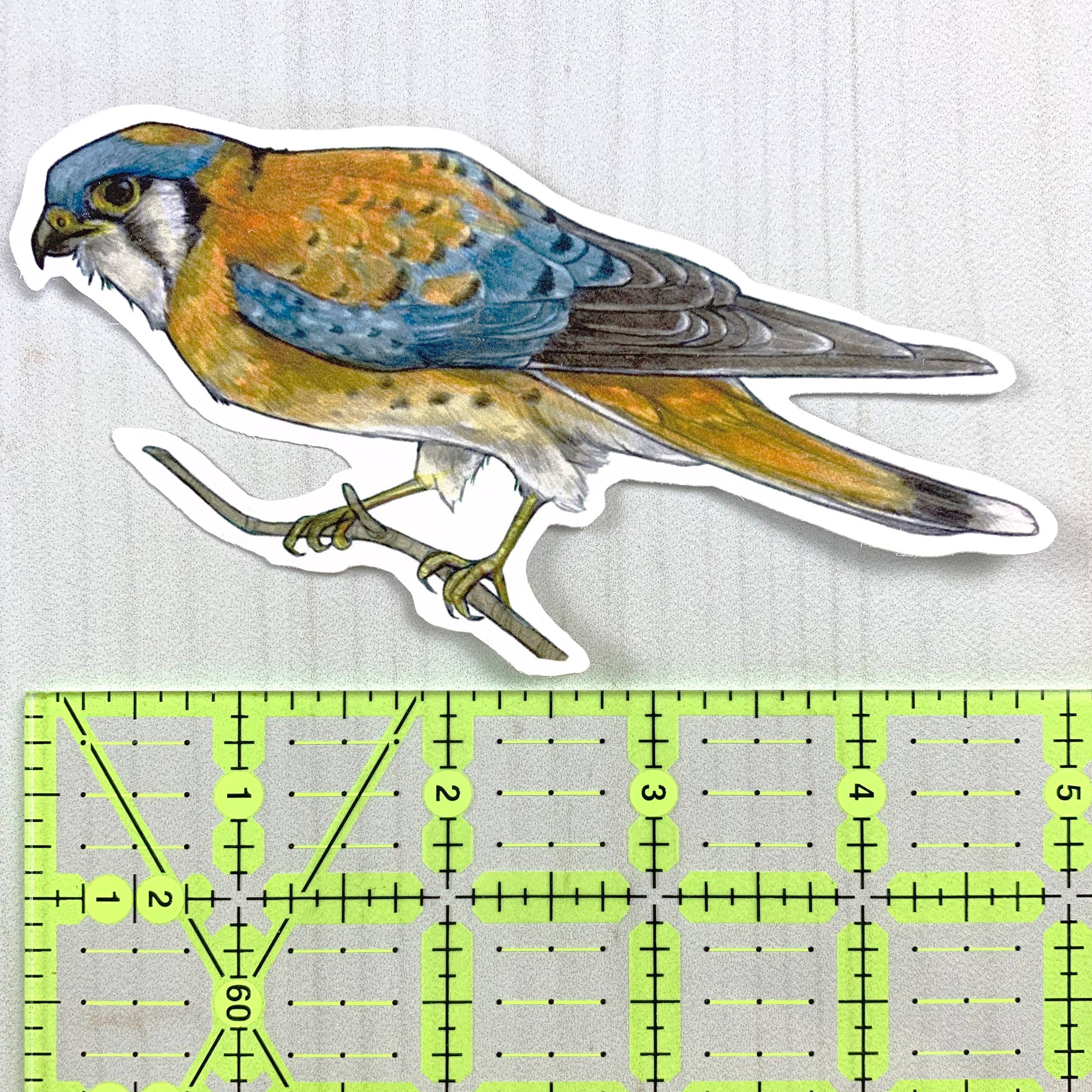 Sarah Draws Things - Wholesale Sticker - American Kestrel Vinyl Sticker2