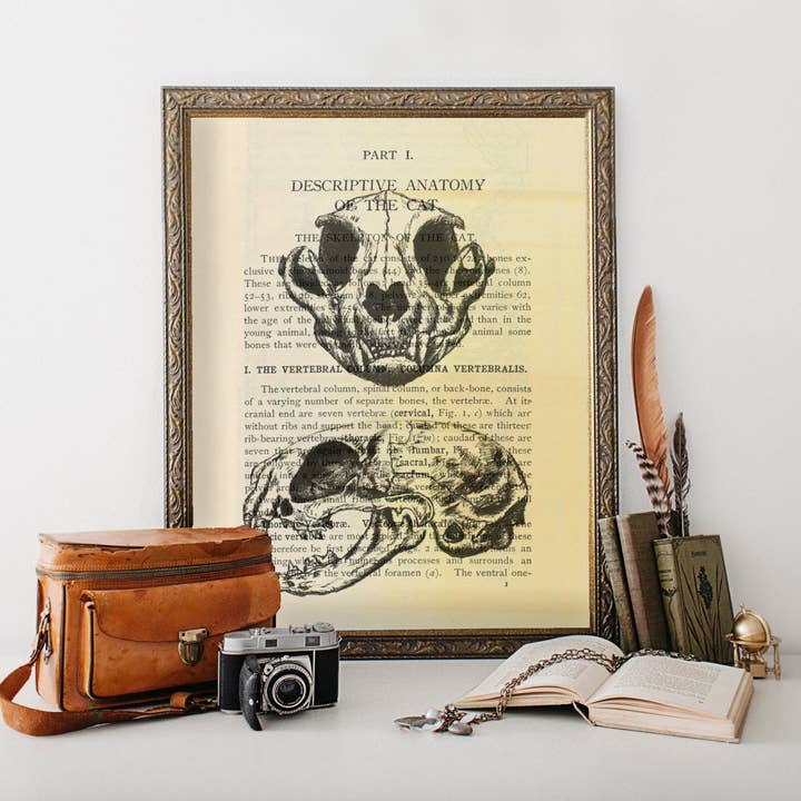 Cat Skeleton Anatomy Art | Dictionary Page Art | Witchy Art Print | Pagan Gift | Wiccan Art | Occult Art | Cat Skull Illustration for wholesale by Kaleigh Day Art