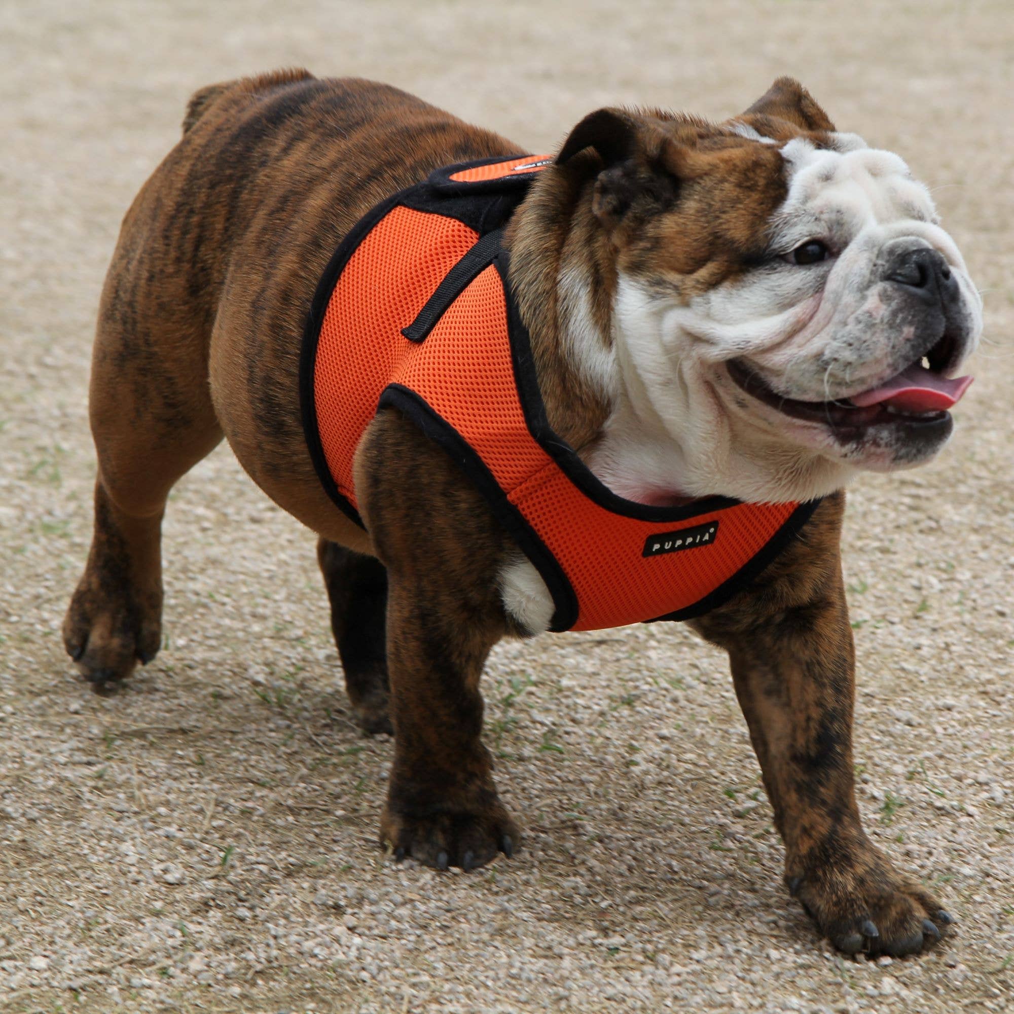 Puppia International Inc. - Vente Harnais – chien - Harnais souple pour chien Air Mesh Step-In25