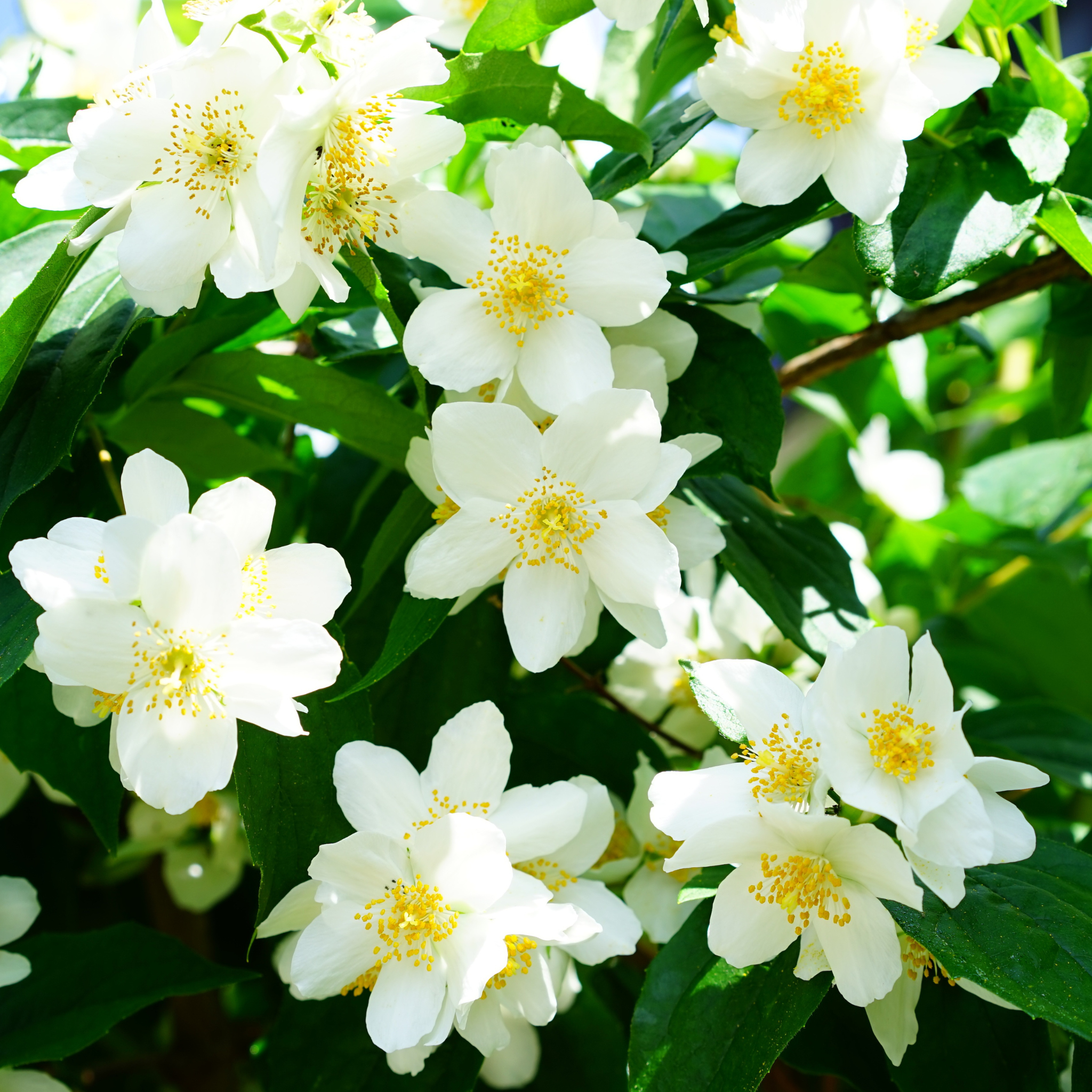 Farm Land Brand - Wholesale Wax Melt - Granny's Porch Soy Wax Melt  scented with honeysuckle and jasmine3