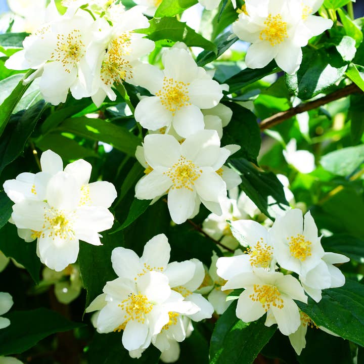 Farm Land Brand - Wholesale Wax Melt - Granny's Porch Soy Wax Melt scented with honeysuckle and jasmine3