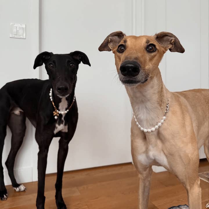 FURRY MUSE - Wholesale Pet collar – Cat/dog - The Lola Necklace3