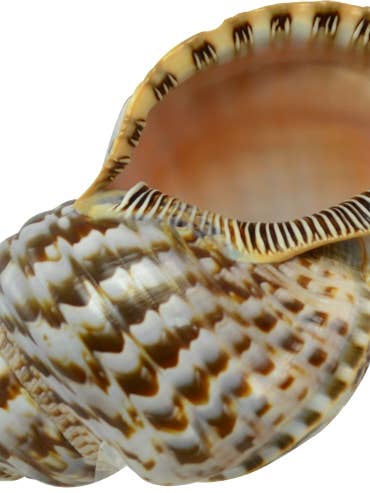 Triton 10-11" for wholesale by HS Seashells