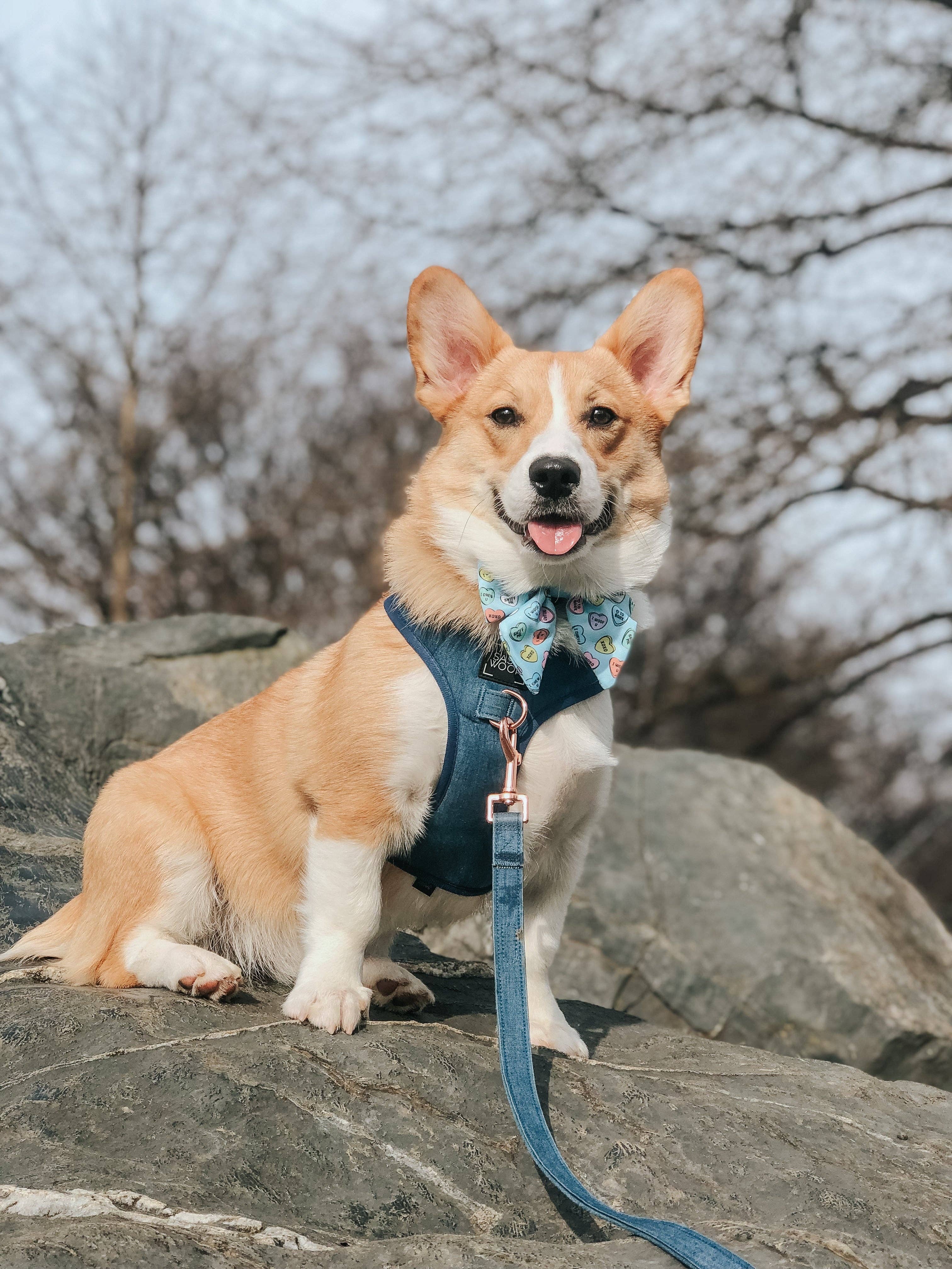 SASSY WOOF - Wholesale Pet Harness - Dog - Dog Adjustable Harness - Denim11